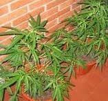 plantas de marihuana