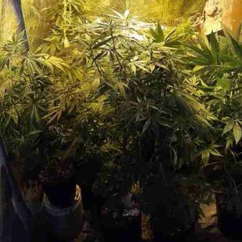 Marihuana FOTO: MPFCABA Marihuana FOTO: MPFCABA