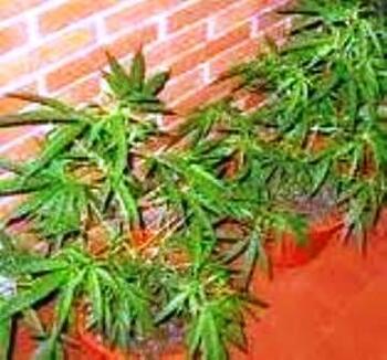 Marihuana FOTO: WEB Marihuana FOTO: WEB