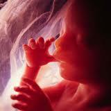 Gestación de un bebe FOTO :WEB Gestación de un bebe FOTO :WEB
