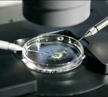 Reproducción médicamente asistida FOTO: CMCABA Reproducción médicamente asistida FOTO: CMCABA